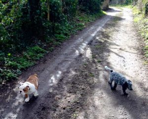 Walking a puppy off the lead for the first time