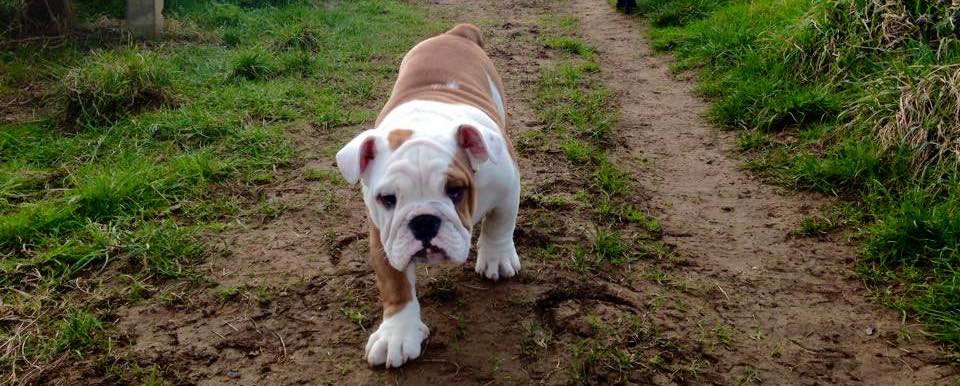 Walking a puppy off the lead for the first time